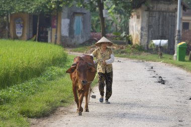 su aygırı ile Vietnam çiftçi