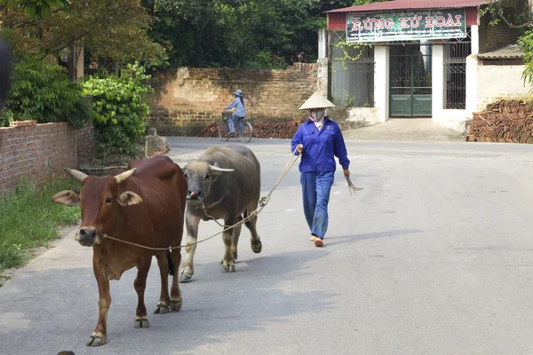 Agricoltore vietnamita con bufalo d'acqua — Foto Stock