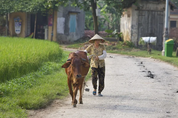 Vietnamesisk bonde med bevattna buffeln — Stockfoto