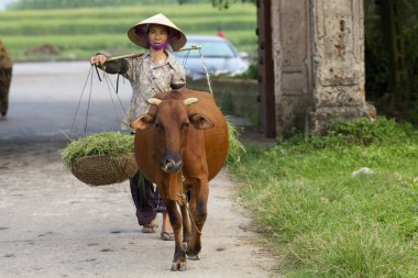 su aygırı ile Vietnam çiftçi