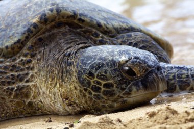 Hawaiian yeşil deniz kaplumbağası