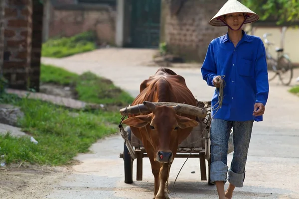 Villaggista vietnamita con bufalo d'acqua — Foto Stock