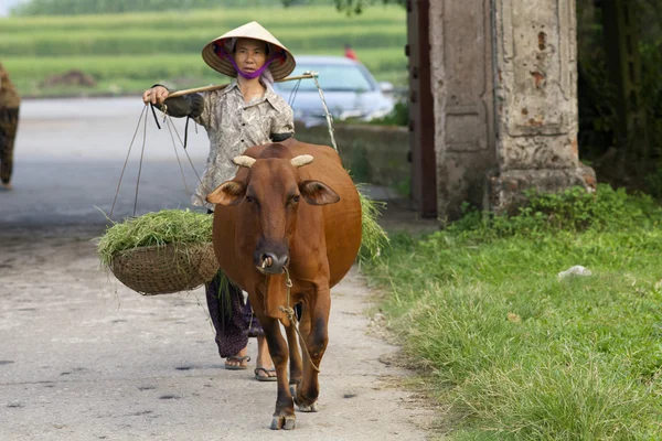 Campesino vietnamita con búfalo de agua — Foto de Stock