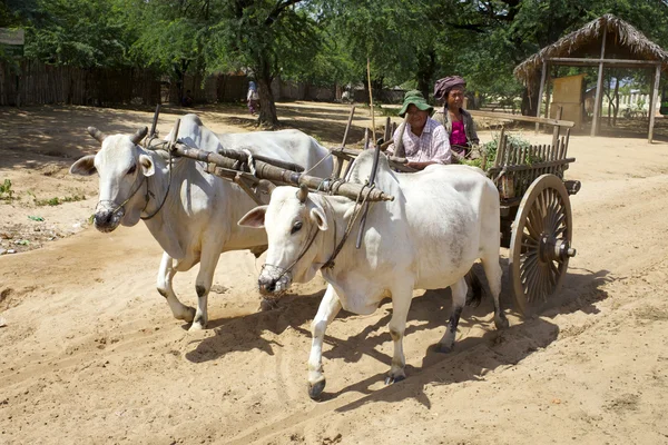 Ox Cart in Bagan, Myanmar — Stock Photo, Image