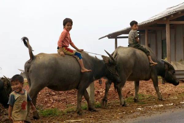 Vietnamita niños montar agua búfalo — Foto de Stock