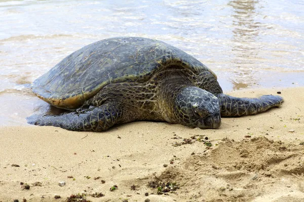 Hawajski zielony żółw — Zdjęcie stockowe