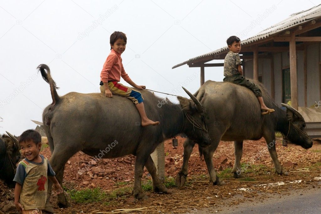 Vietnam Farmer Water Buffalo Vietnamese Culture Stock 