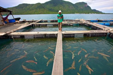 Vietnamca balık çiftçi
