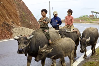 Vietnamlı çocuk su aygırı sürme