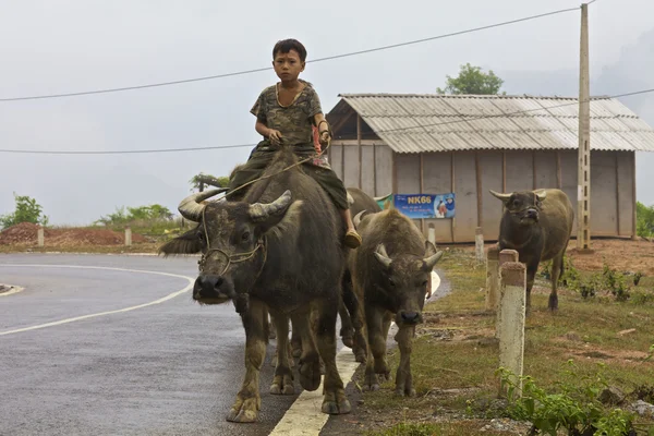 Vietnamské děti vodní buvol — Stock fotografie