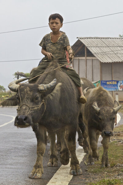 Vietnamese Children Riding Water Buffalo
