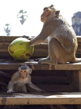 Monkeys with Coconut clipart
