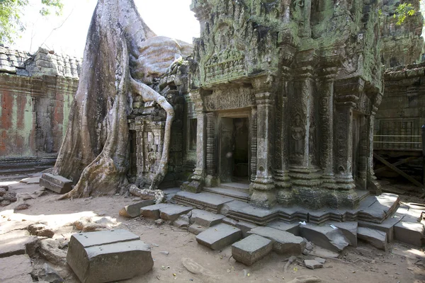 Ta Prohm Temple Cambodge — Photo