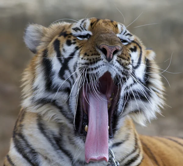 stock image Tiger Closeup