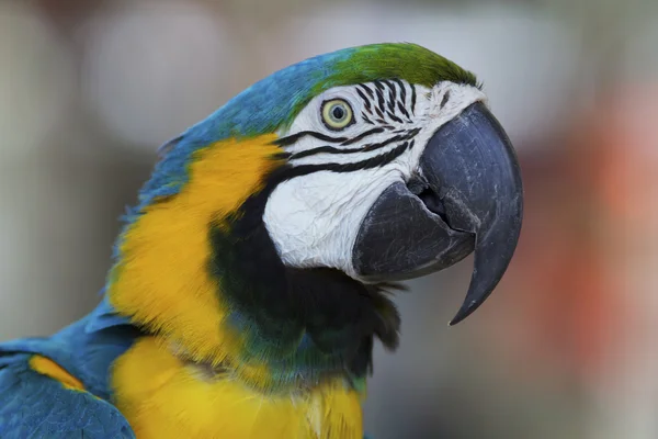 stock image Macaw Parrot