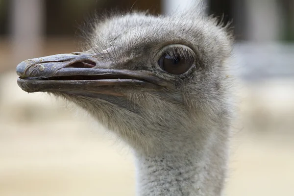 stock image Ostrich