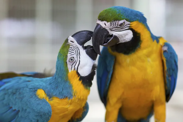 stock image Macaw Parrots