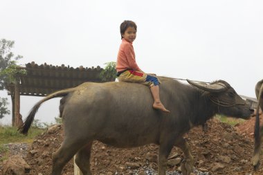 Vietnamese Children Riding Water Buffalo clipart