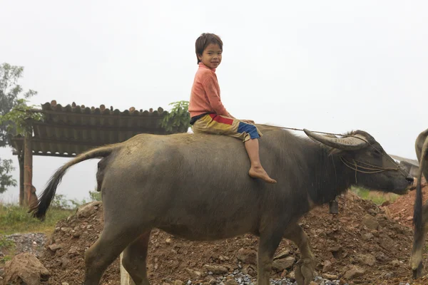 Wietnamskich dzieci Bawół — Zdjęcie stockowe