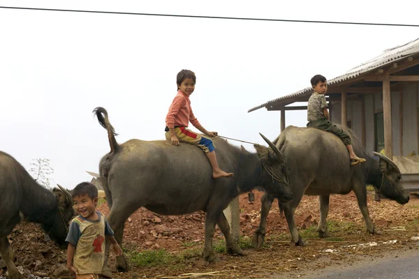 Vietnamita niños montar agua búfalo — Foto de Stock