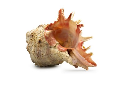 An isolated shot of a large conch shell clipart