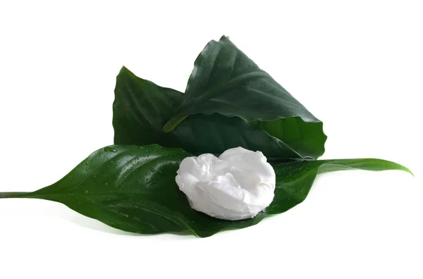 Weiße Sahne auf grünen Blättern — Stockfoto