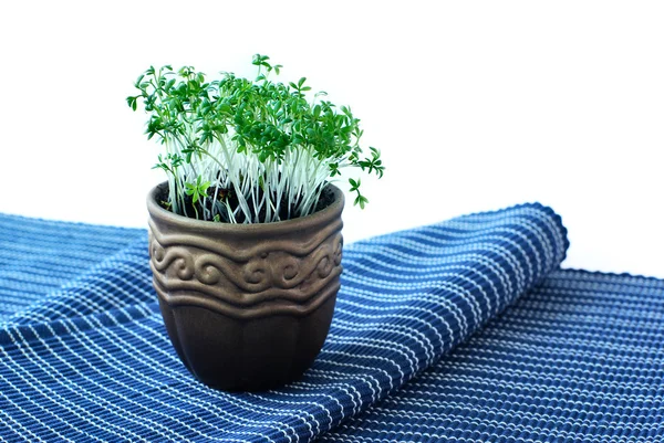 Cress salad in the pot — Stock Photo, Image