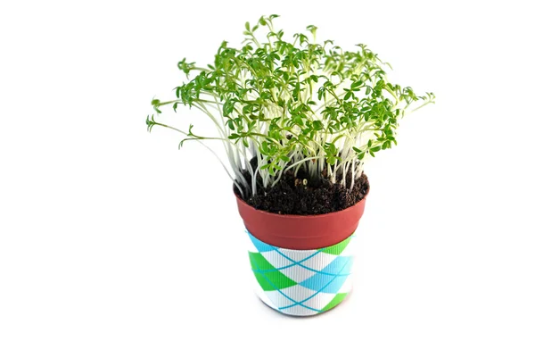 Stock image Cress salad in the pot