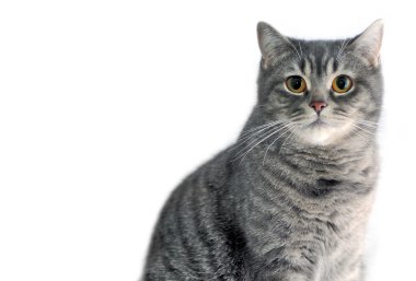 Gray tabby cat. Scottish straight.