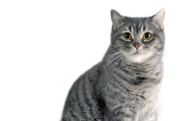 Gray tabby cat. Scottish straight. — Stock Photo, Image