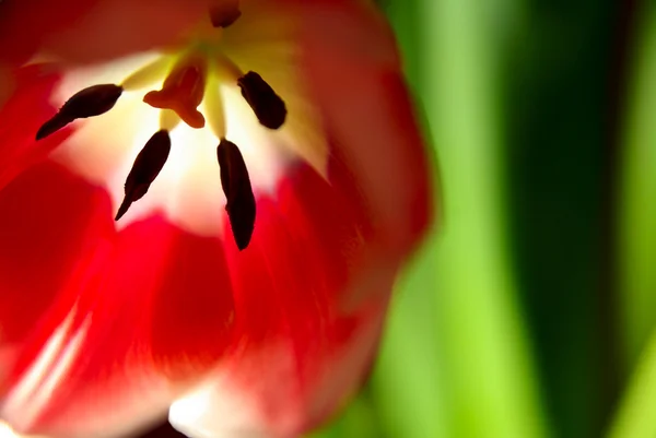 Soft abstract image of red tulip — Stock Photo, Image