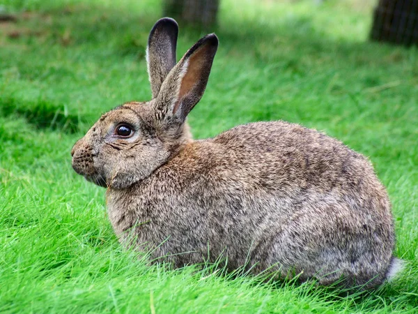 stock image Grey rabbit