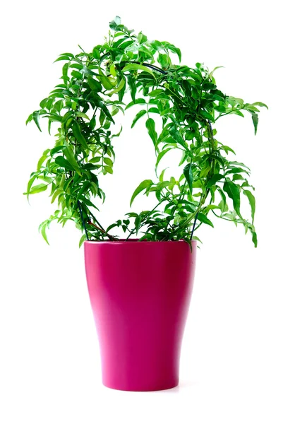 Jasmine plant in a pot — Stock Photo, Image