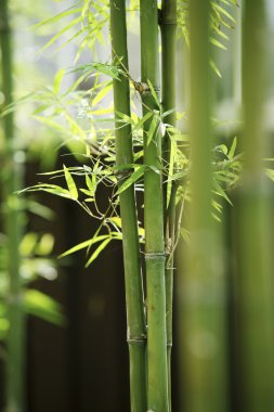 Bamboo clipart