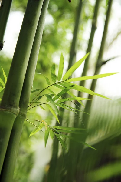 Bamboo — Stock Photo, Image