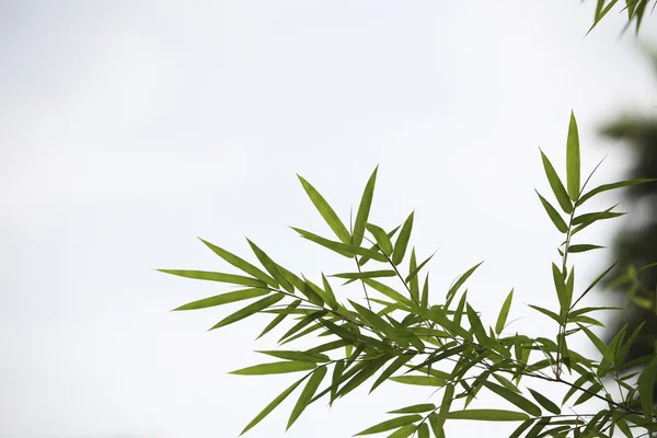 Bamboo leaf — Stock Photo, Image