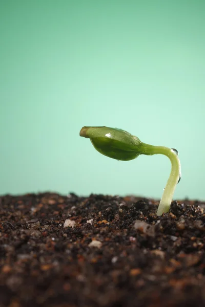 stock image Small plant