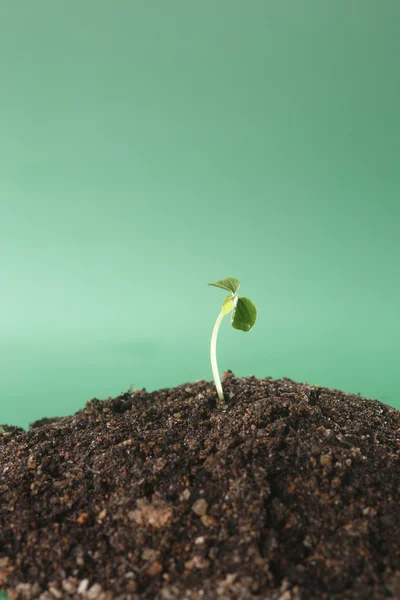 Kleine plant — Stockfoto