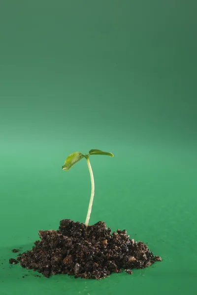 Kleine plant — Stockfoto