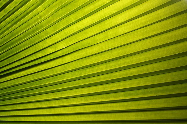Na folha verde — Fotografia de Stock