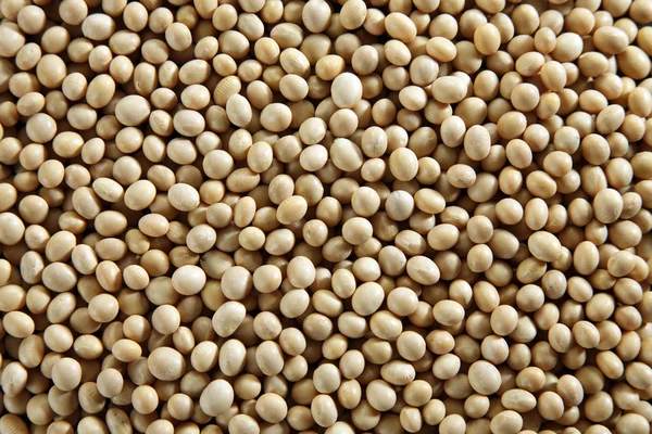 Graines de soja — Photo