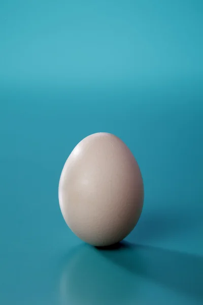 Ruskea muna — kuvapankkivalokuva