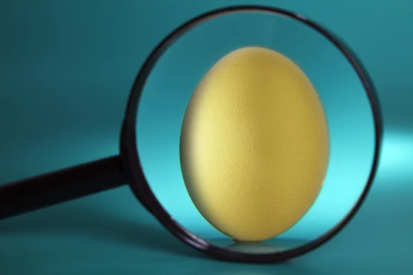 Egg under magnifier — Stock Photo, Image
