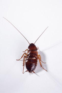 Cockroach clipart