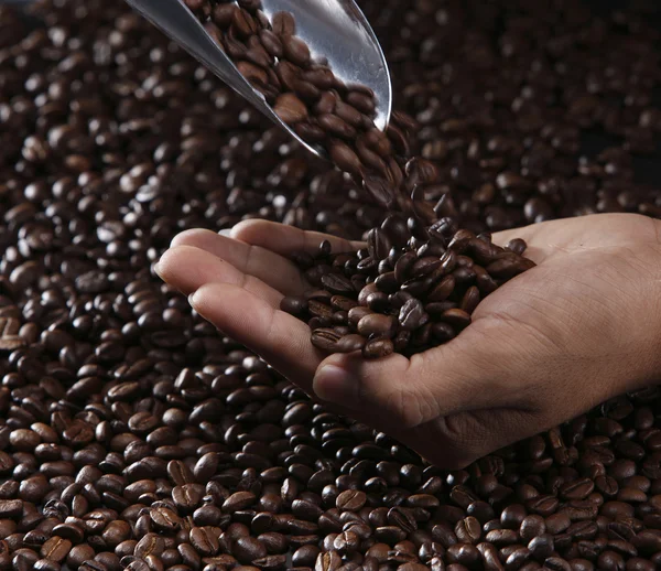 stock image Coffee bean