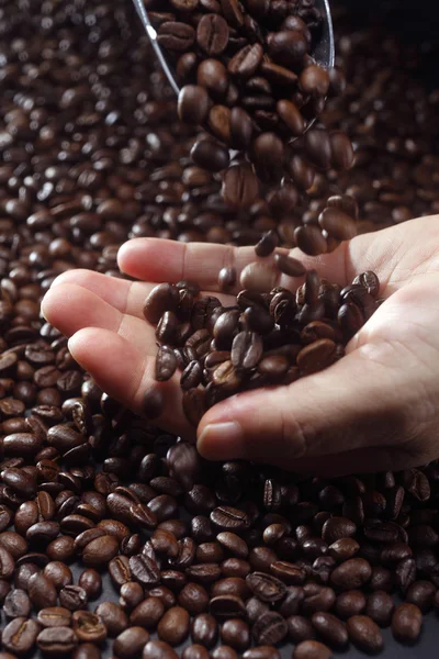 stock image Coffee bean