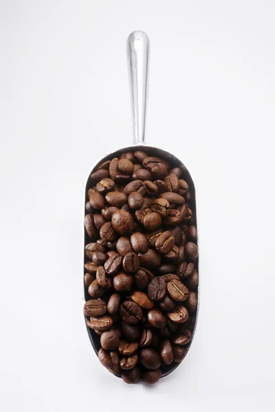 Graine de café — Photo