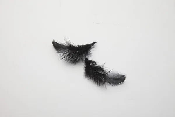 羽毛 — 图库照片