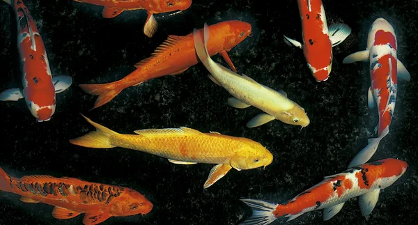 Ryby Koi — Zdjęcie stockowe