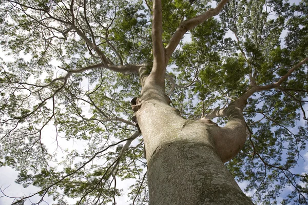 stock image Tree